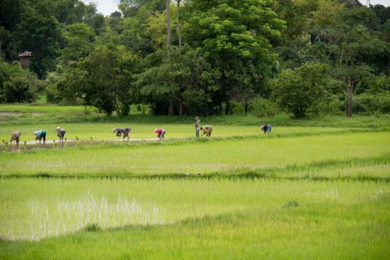 Rice Harvest 28-Jul