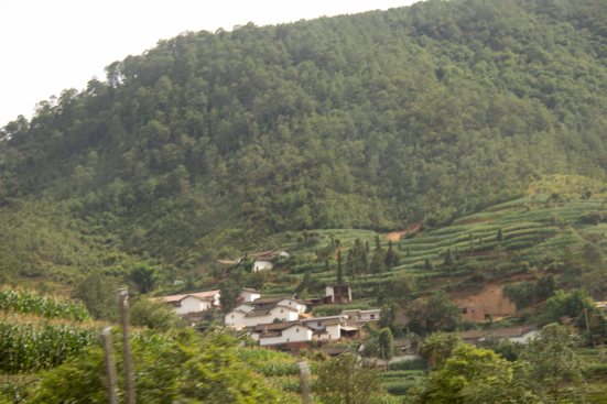 Tea Platations 17 07 2013