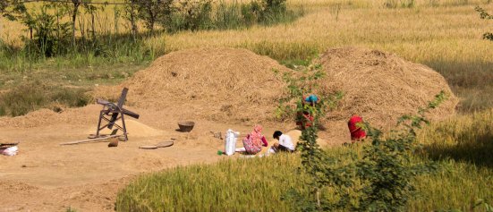 Everything is done by hand here - Threshing, as seen from the road to Lumbini