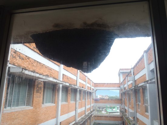 One of the many wasp nests lining the hospital