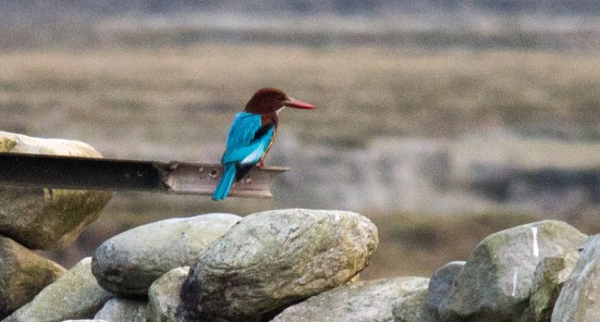 A Nepali Kingfisher spotted by the campsite