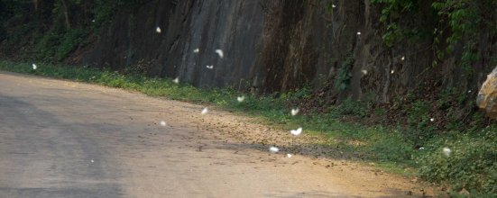 This photo doesn't really do the butterfly swarm justice, but it's all we have
