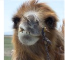 Mongolia – When the Camel got the Hump, and other&nbsp;stories.